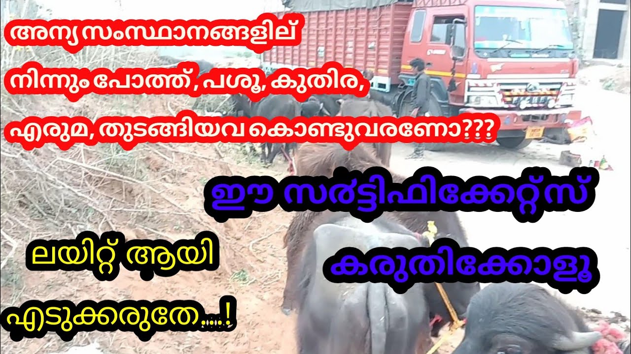 അന്യ സംസ്ഥാനങ്ങളില്  നിന്നും animals കൊണ്ടുവരണോ ???ഈ സ൪ട്ടിഫിക്കേറ്റ്സ് കരുതിക്കോളൂ||M4 FarmTech