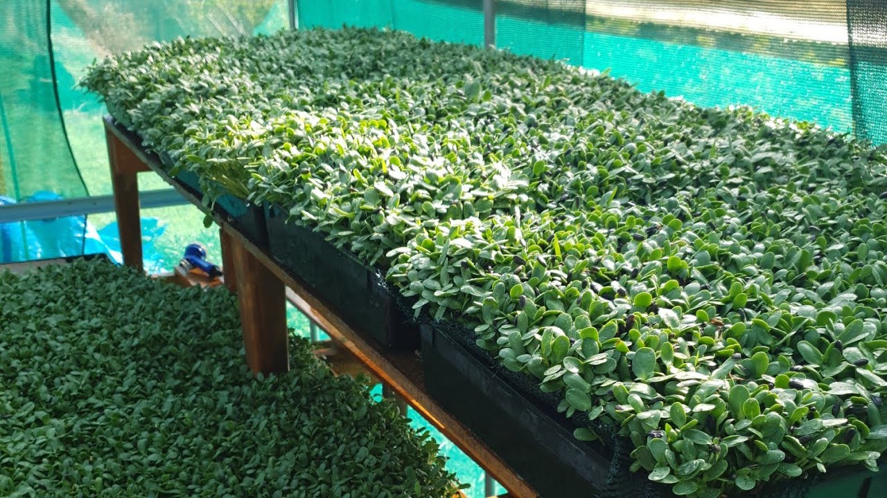 Sunflower Microgreens natural shelf life trick | Chef tricks | Pro tips 🌱