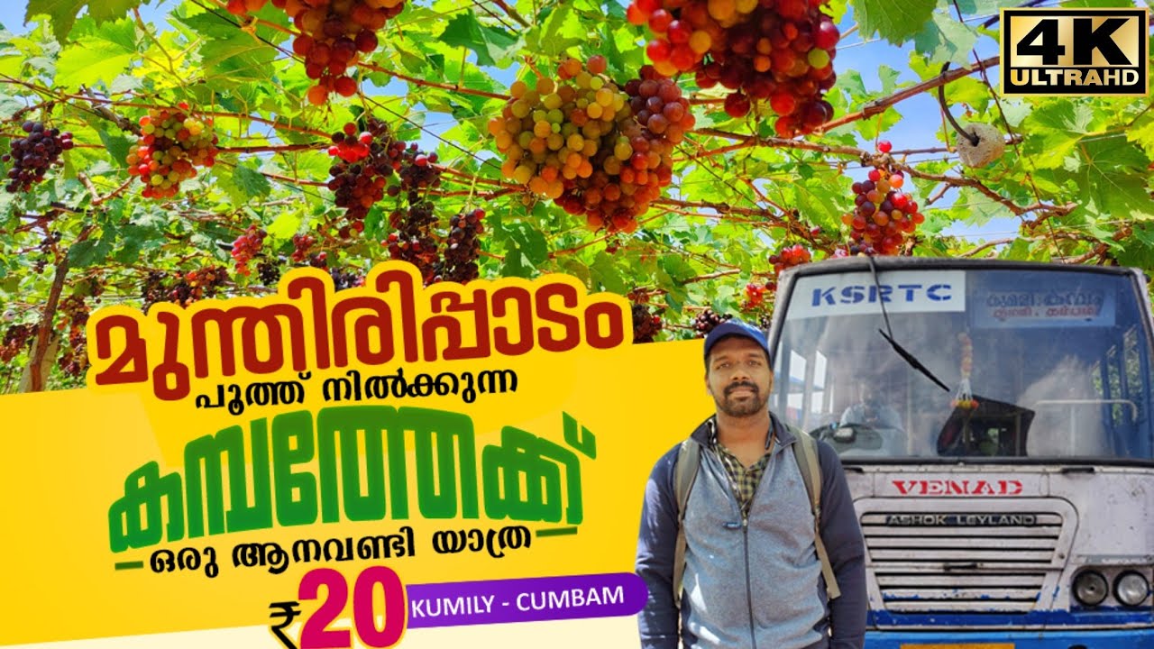 മുന്തിരിപ്പാടങ്ങൾ കാണാന്‍ കമ്പത്തേക്ക് | Kumily Cumbam Bus | Cumbam Grape Farm | മുന്തിരി തോട്ടം