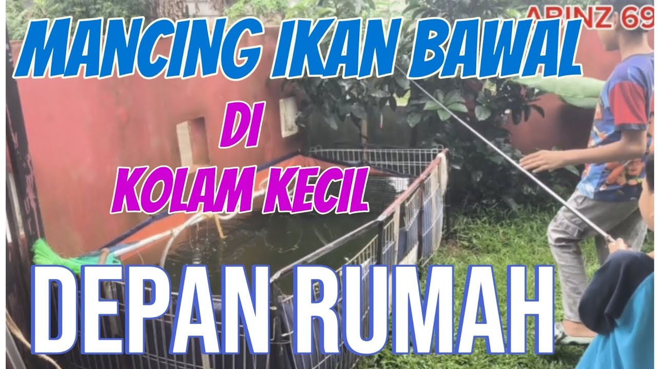 MANCING IKAN BAWAL DI KOLAM KECIL DEPAN RUMAH