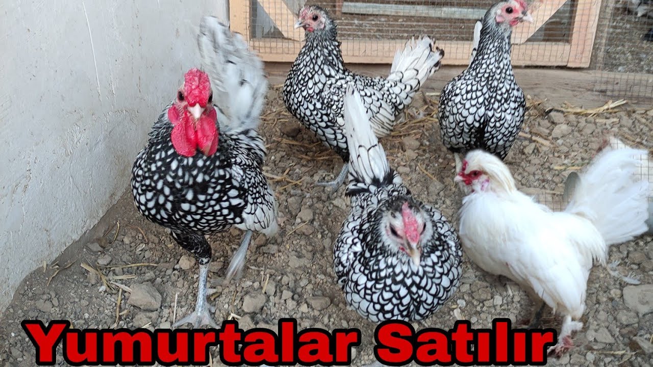 Sibrayt ve Sultan Toyugu Yumurtalar Satılır. #elixezer #sultanhorozu #sibrayt