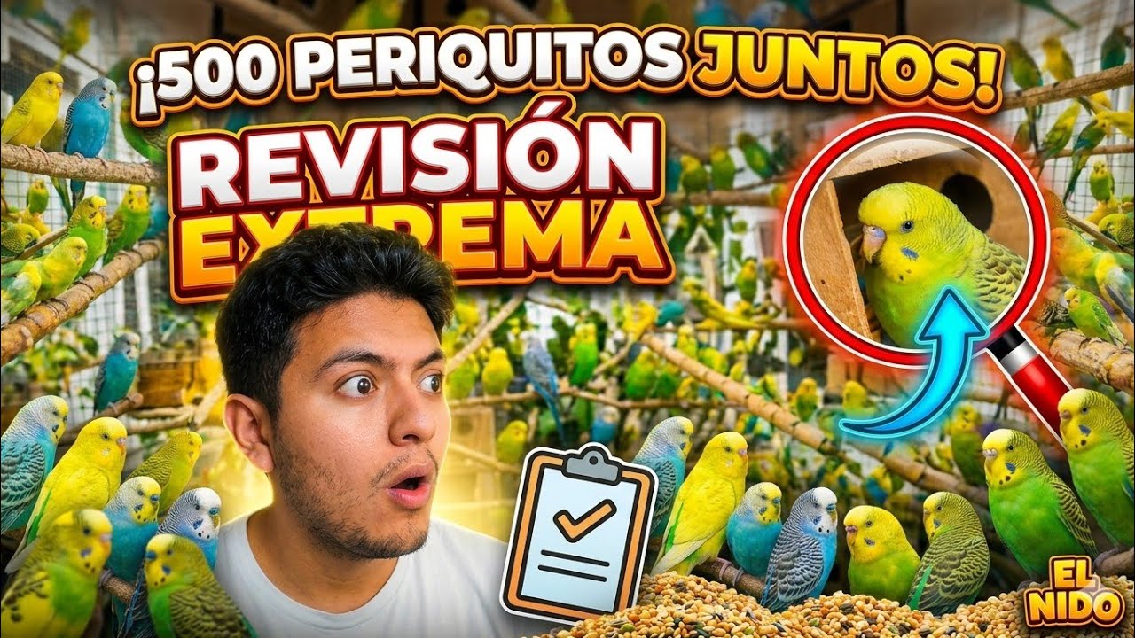 😱 ¡MÁS DE 500 PERIQUITOS! Increíblemente hermosos… y MUY ruidosos 🐦🔥