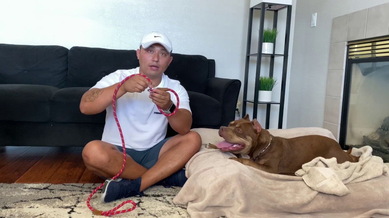 How to train an out of control pet