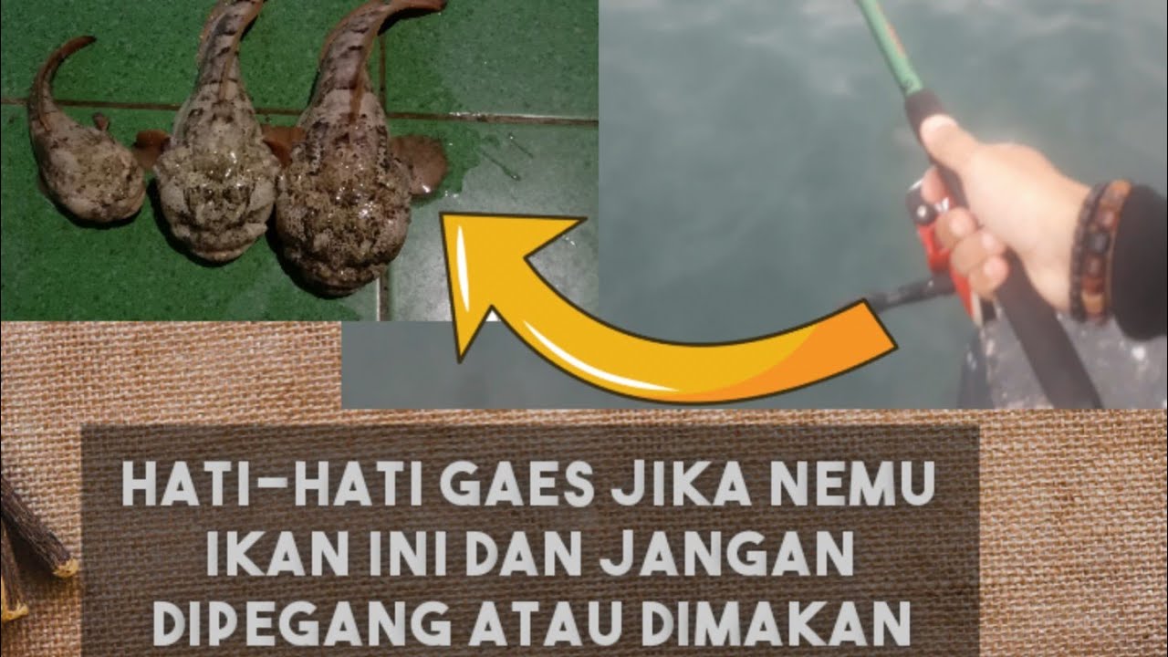 Jenis Ikan Beracun Kerapu Katak atau Ikan Kerapu Batu