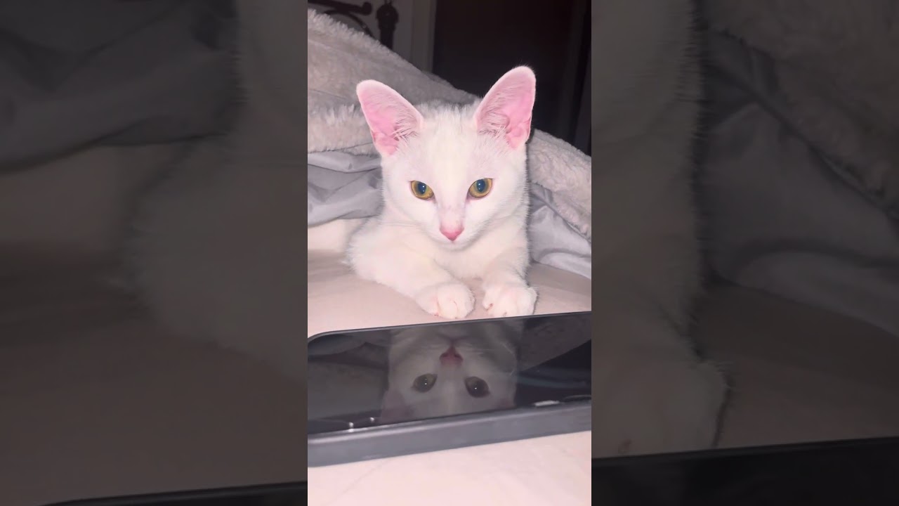 #kittensofinstagram