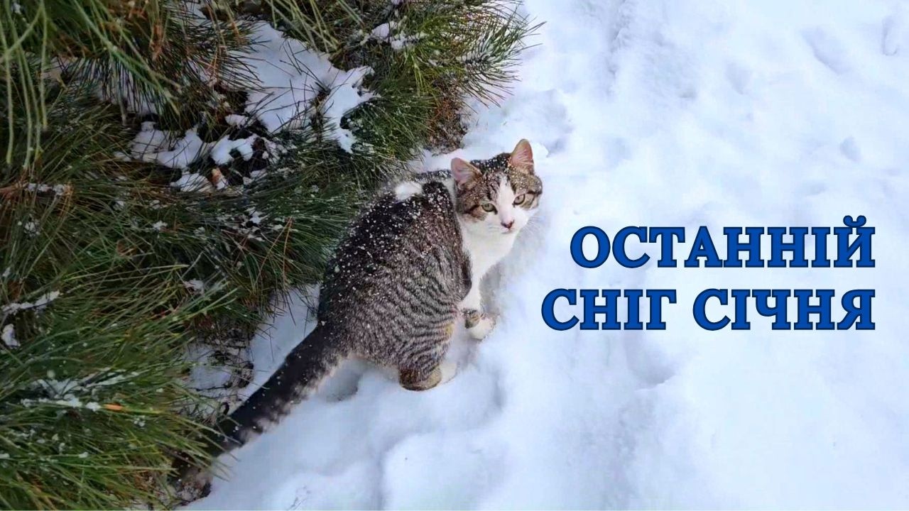 ❄️Для тих, кому подобається рипіння снігу ☺️ Відео вихідного дня для релаксу. Гуляємо з котом