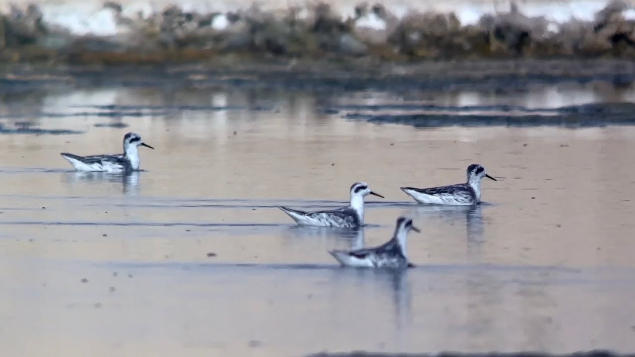 Phalarope à bec étroit, red-necked Phalarope, Phalaropus lobatus, Oman, Novembre 2025