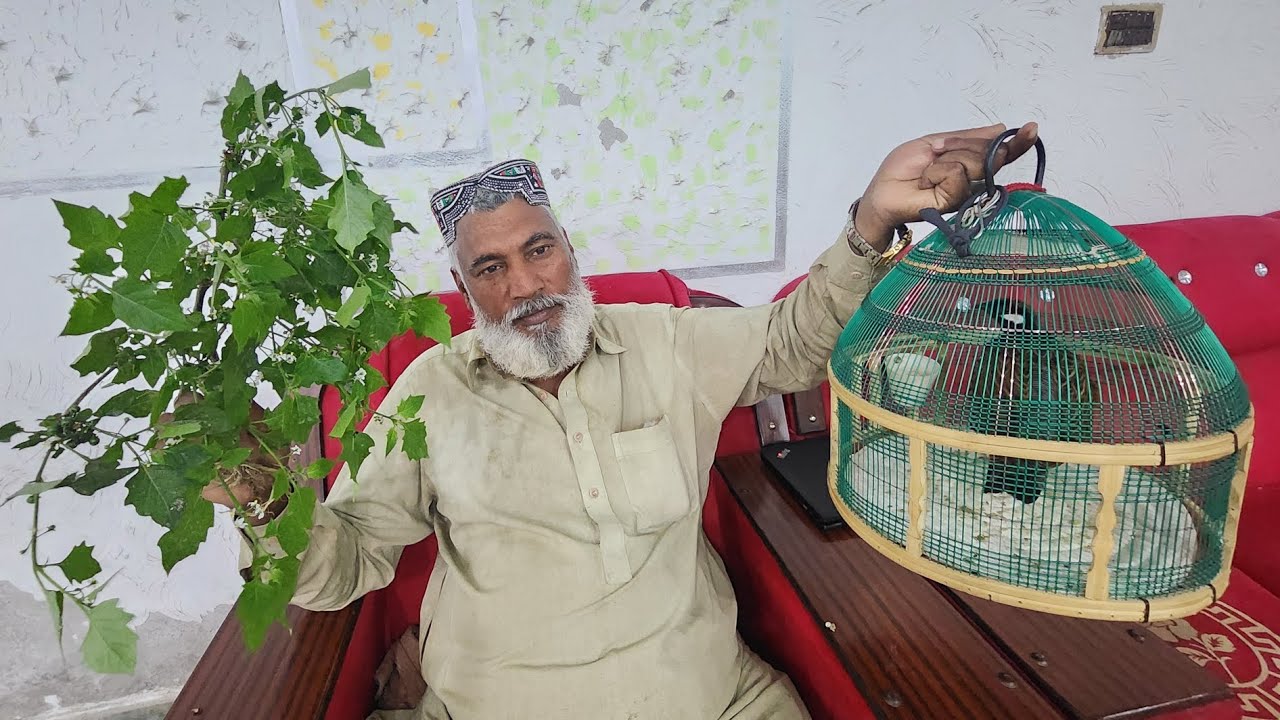 سندھی کالا تتر فور سیل