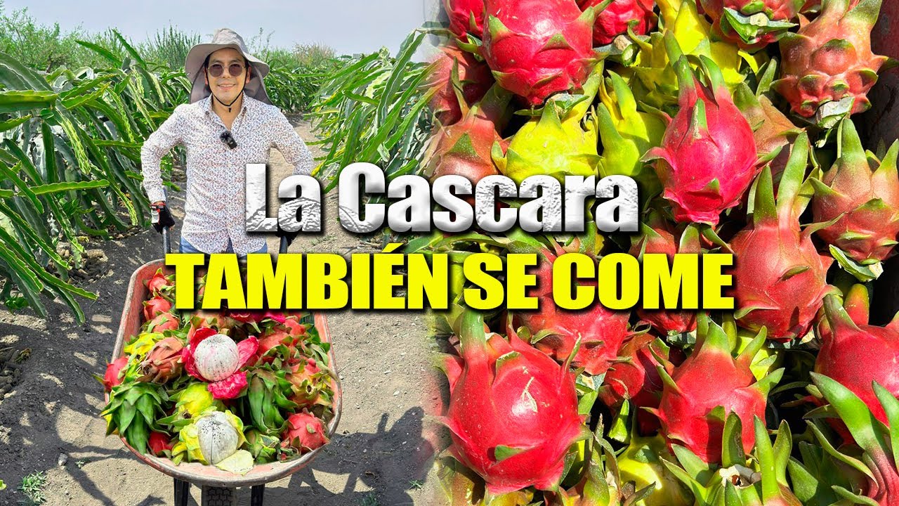 Ya tenemos AGUA EN EL CERRO para regar el cultivo | 100 frutos por planta