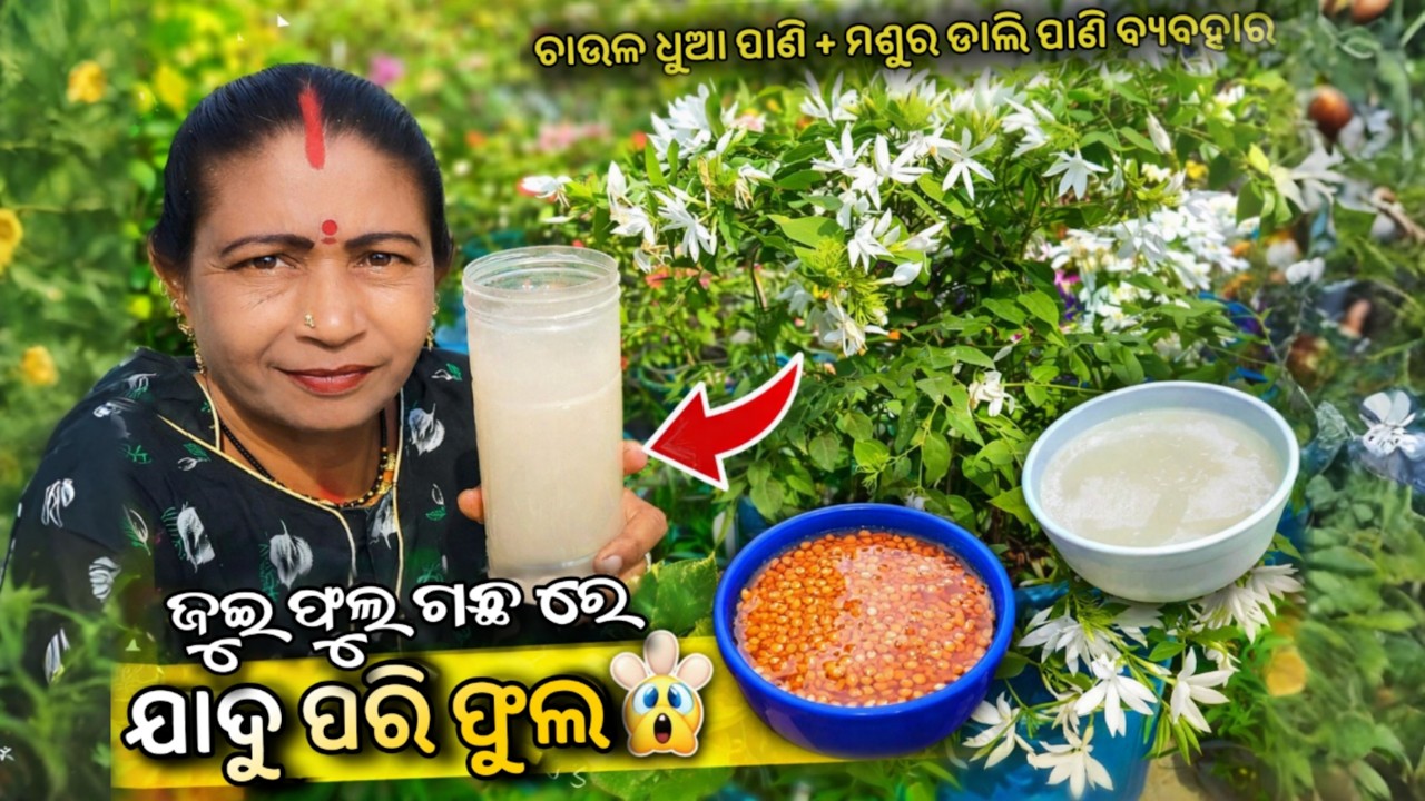 ଜୁଇ ଫୁଲ ଗଛ ପାଇଁ ଘରୋଇ ସାର | ଚାଉଳ ଧୋଆ + ମସୁର ଡାଲି ପାଣି