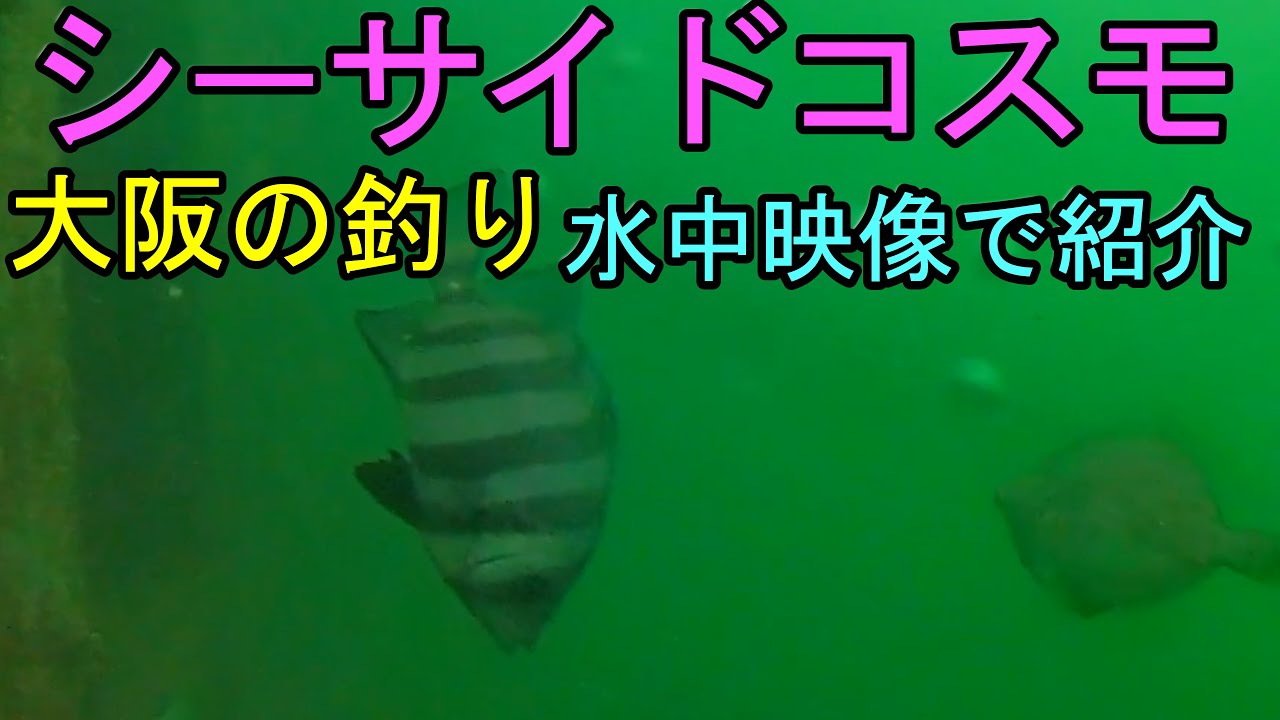 シ－サイドコスモの釣り情報を水中映像で紹介。水中映像からポイントを確認。ロックフィッシュ、チヌの姿も！