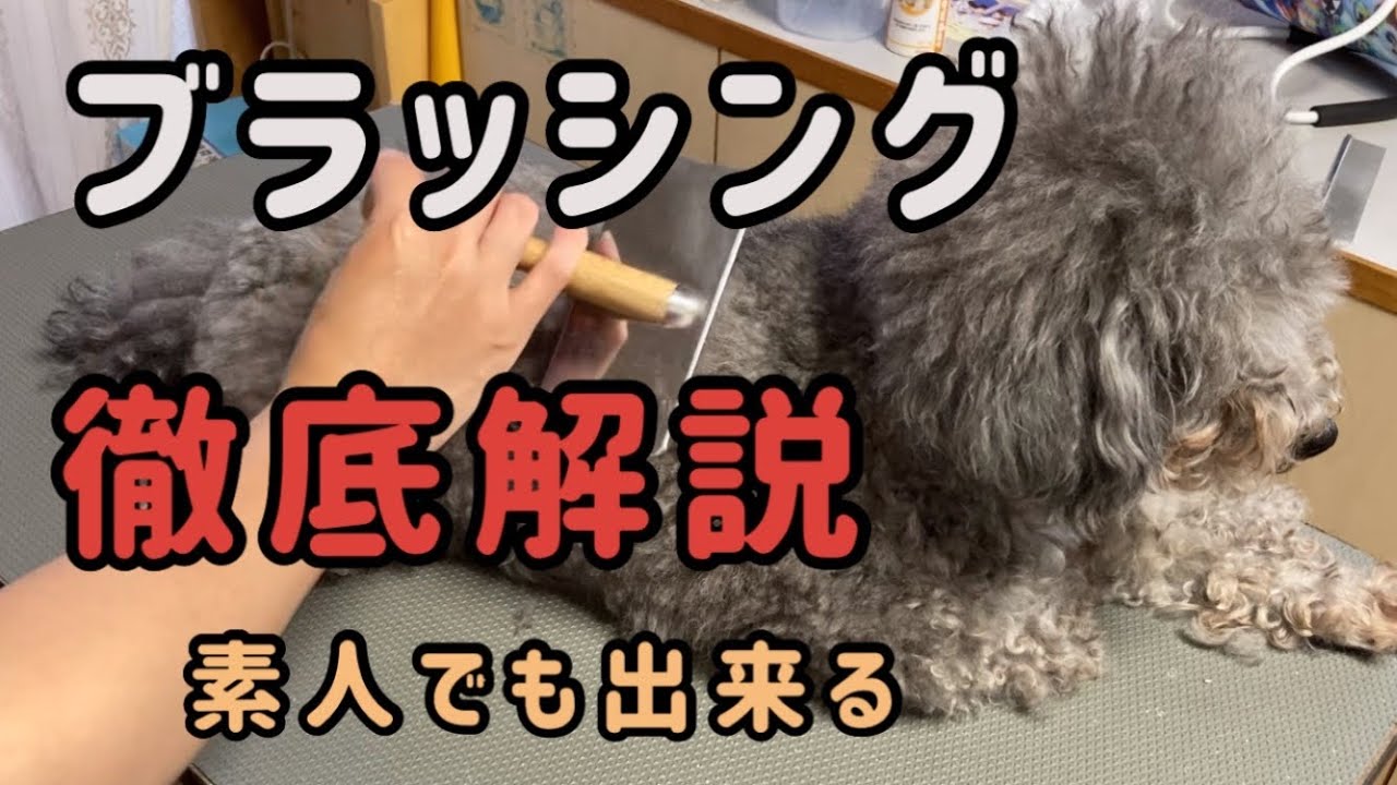 【セルフトリミング】犬のブラッシング方法をトリマーが解説！もつれ取り【おしゃべりペット】