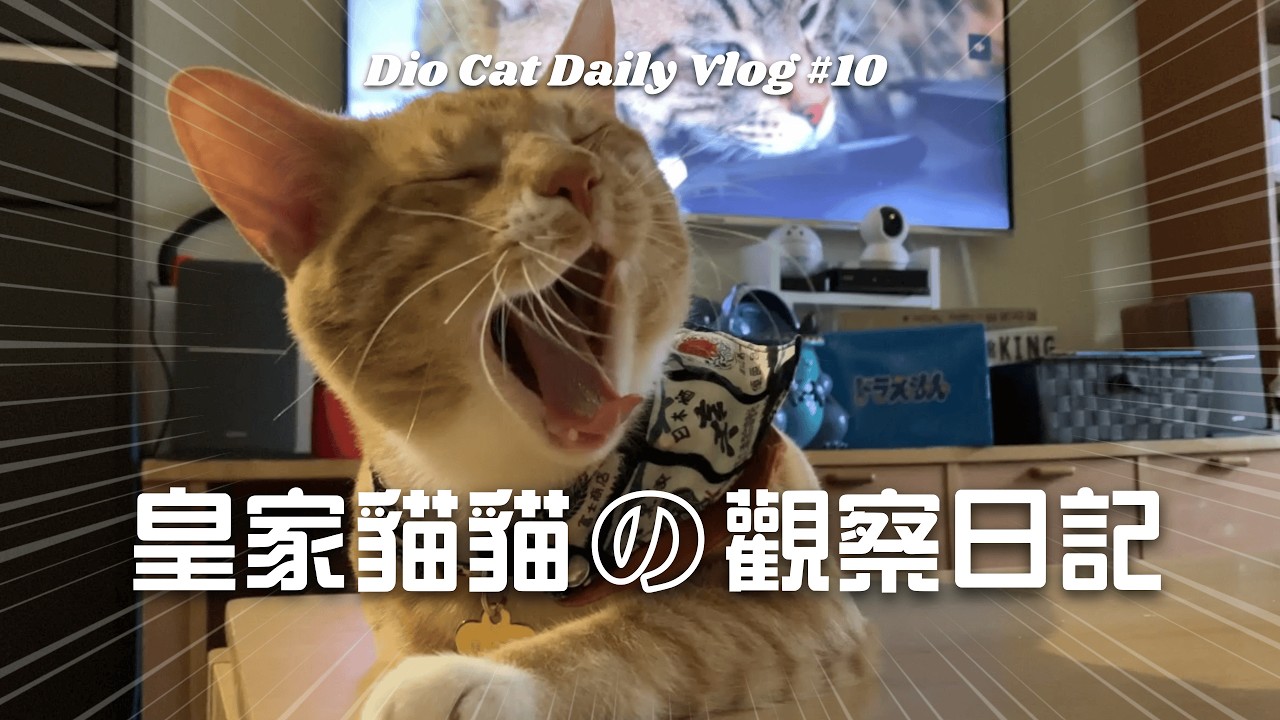 DIO陪你過日子，皇家貓貓觀察日記｜DIO貓日記