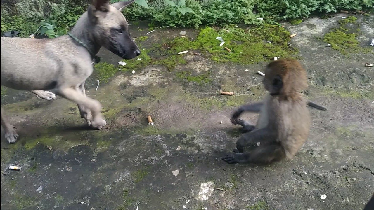 LUCUNYA ANAK MONYET DAN ANAK ANJING BERGELUT BIKIN KETAWA MELIHATNYA 😂😂
