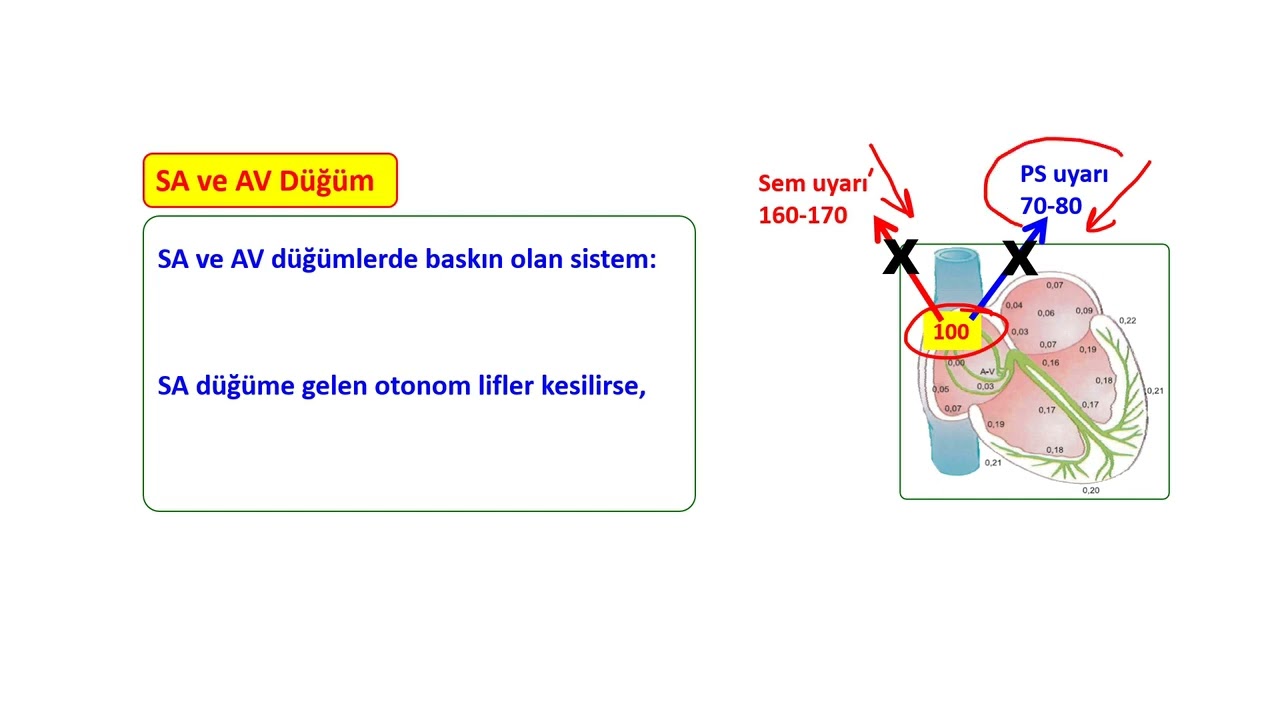 PARASEMPATİK SİSTEM