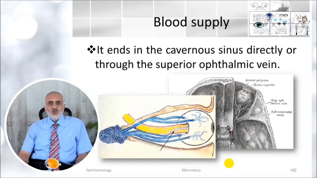 Elbromboly Basic ophthalmology IC Basic anatomy of the eye  part II
