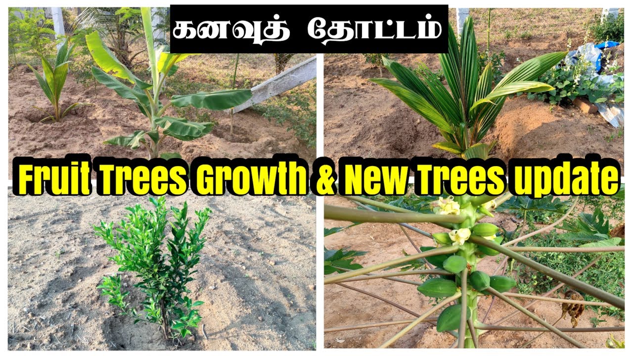 கனவுத் தோட்டம் | பழமரக் கன்றுகள் வளர்ச்சி & புதிதாய் ஆரம்பித்த மரங்கள் | Fruit Trees in Dream Garden