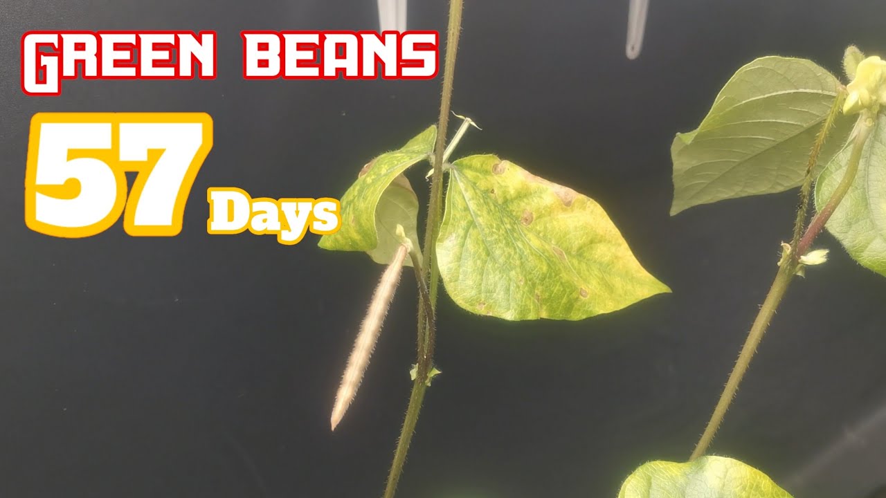 Growing Green Beans for 57 days