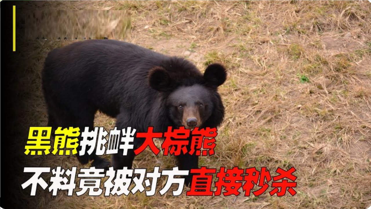 黑熊被棕熊攻擊，嚇得爬樹躲避，黑熊為什麼如此害怕棕熊呢？