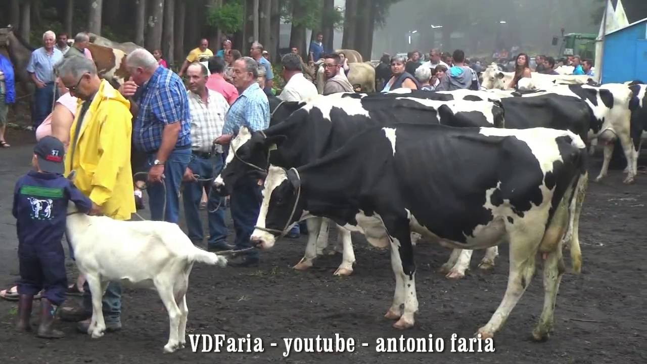 Bodo leite, Almagreira Lajes do Pico 20 Agosto 2016