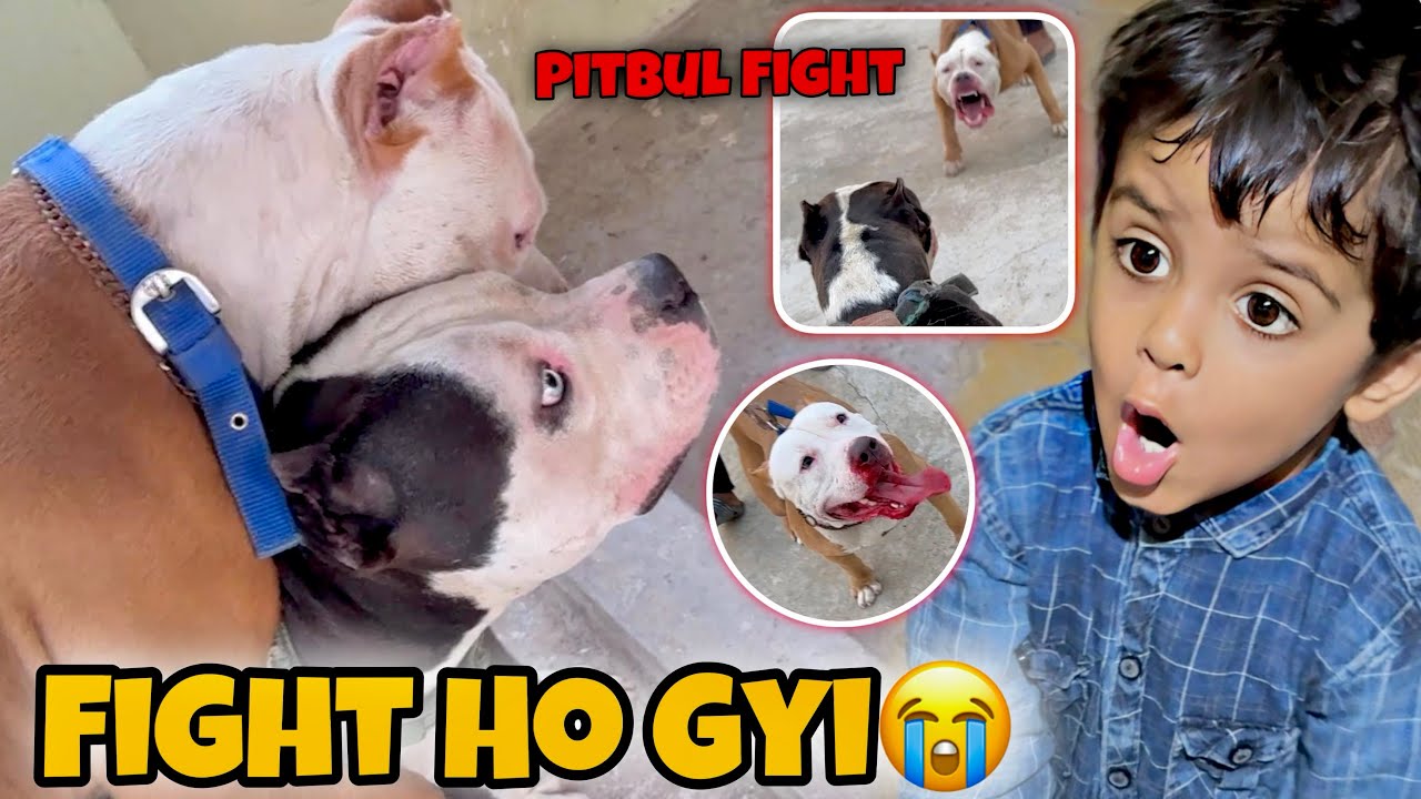 Gandhi Ke Sath Ghar Aate Hi Ho Gyi Rocky Ki Ladai😱 Baap Vs Beta Pitbull Fight
