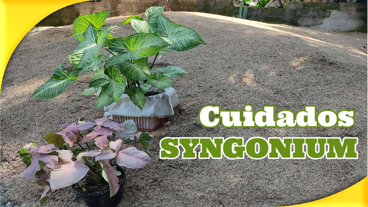 🍃CUIDADOS y NOMBRES de SYNGONIUM PLANTA de agua y tierra 🌱