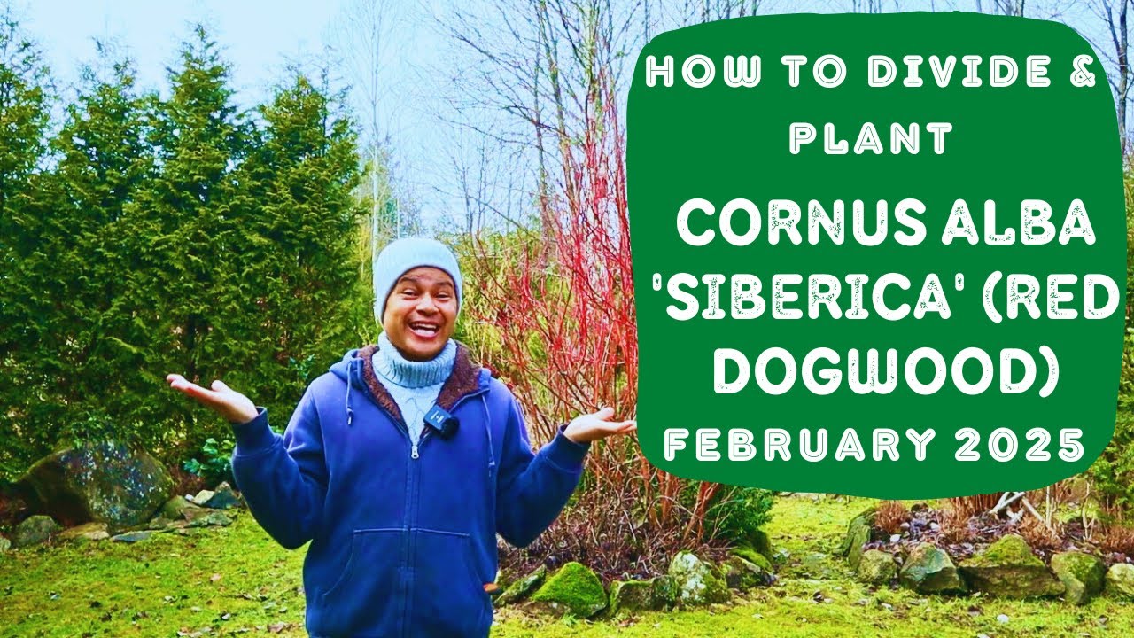 How to Divide Cornus Alba 'Siberica' (Red Dogwood)