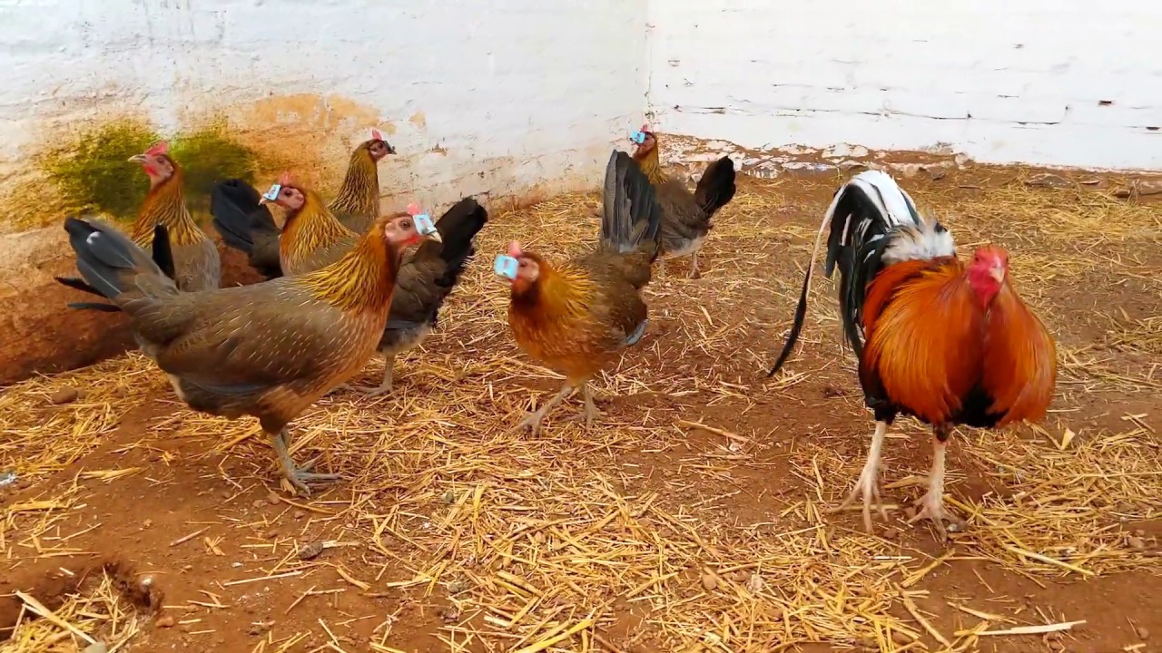 Visita Criadero San Pedro mostrando las lineas  de aves que reproduce
