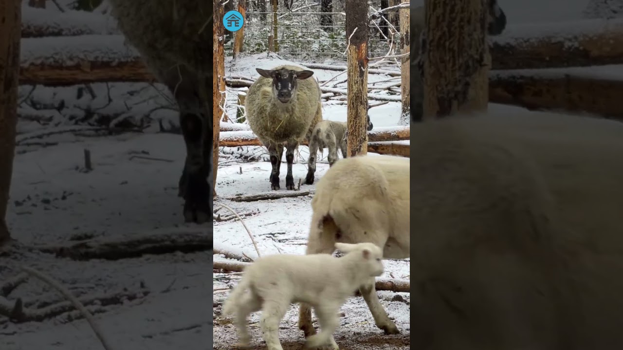 Homestead fun | taking care of lambs.