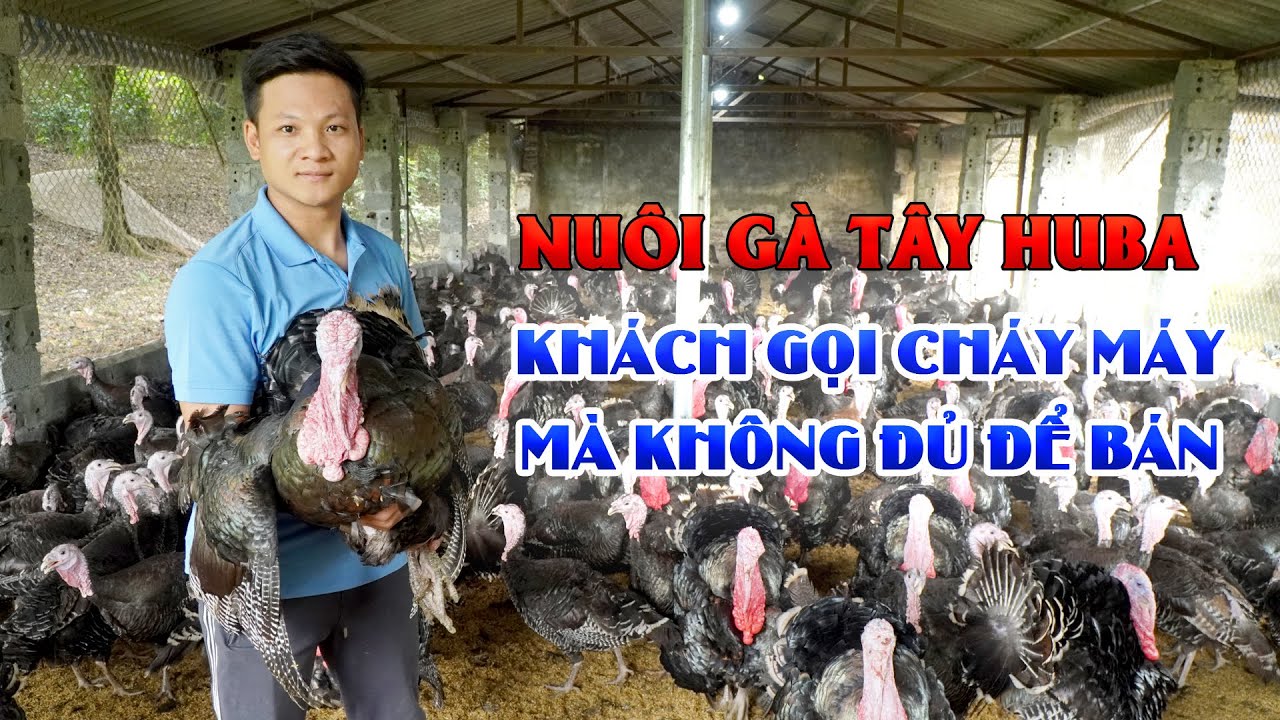 Kỹ thuật nuôi gà tây Huba làm giàu || Đổi đời với mô hình nuôi gà tây siêu trọng