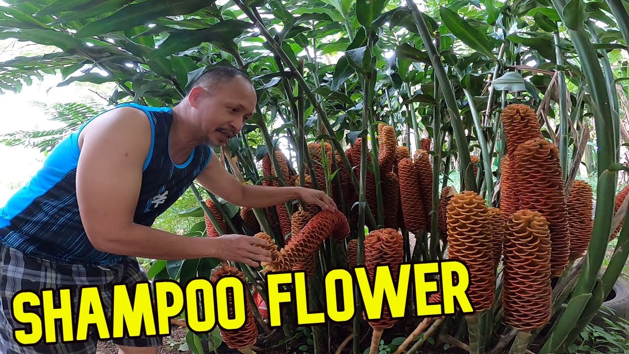 Bitter ginger  (Shampoo flower)