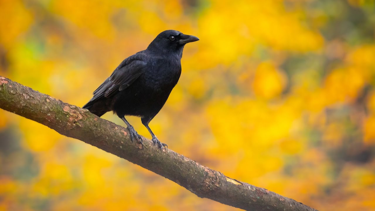 Bird Academy&mdash;Welcome to the Hidden Life of the American Crow