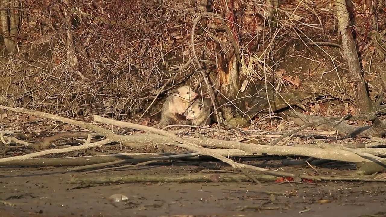Opossum courtship and mating/Ottawa National Wildlife Refuge. Ottawa County, Ohio