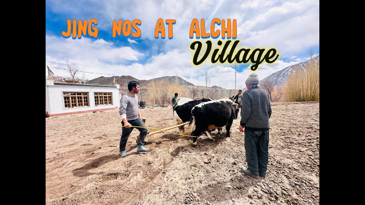 JING NOS AT ALCHI VILLAGE | LEH LADAKH | VLOG.                     #alchi #ladakhisongs #ladakh #leh