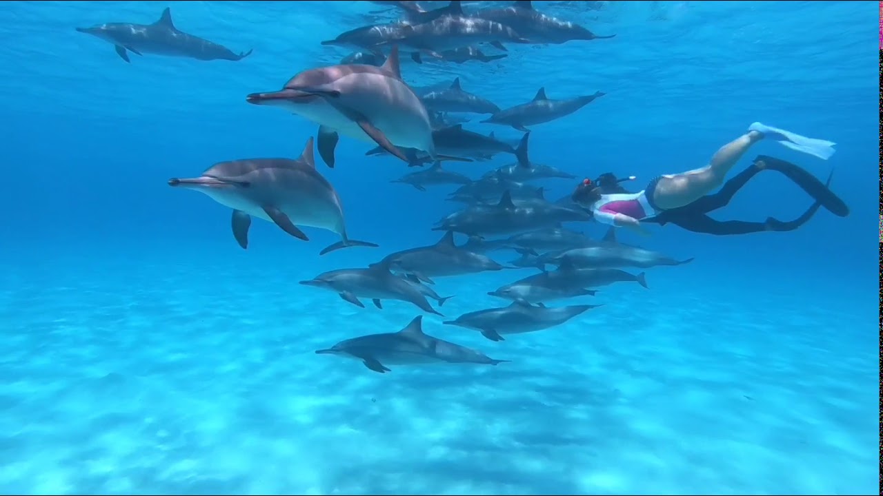 Marsa Alam - Dolphins - New World underwater