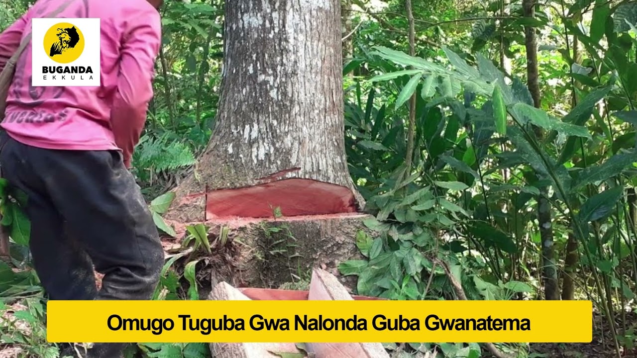 omuggo gubba gwa natema - Engero N'amakulu - Buganda Ekkula