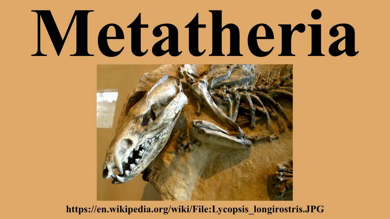 Metatheria