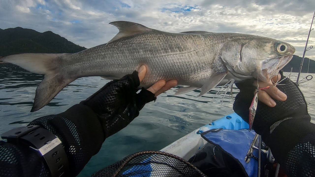 กุเรา บางเบ้า เกาะช้างเลี้ยวขวา Fourfinger Threadfin