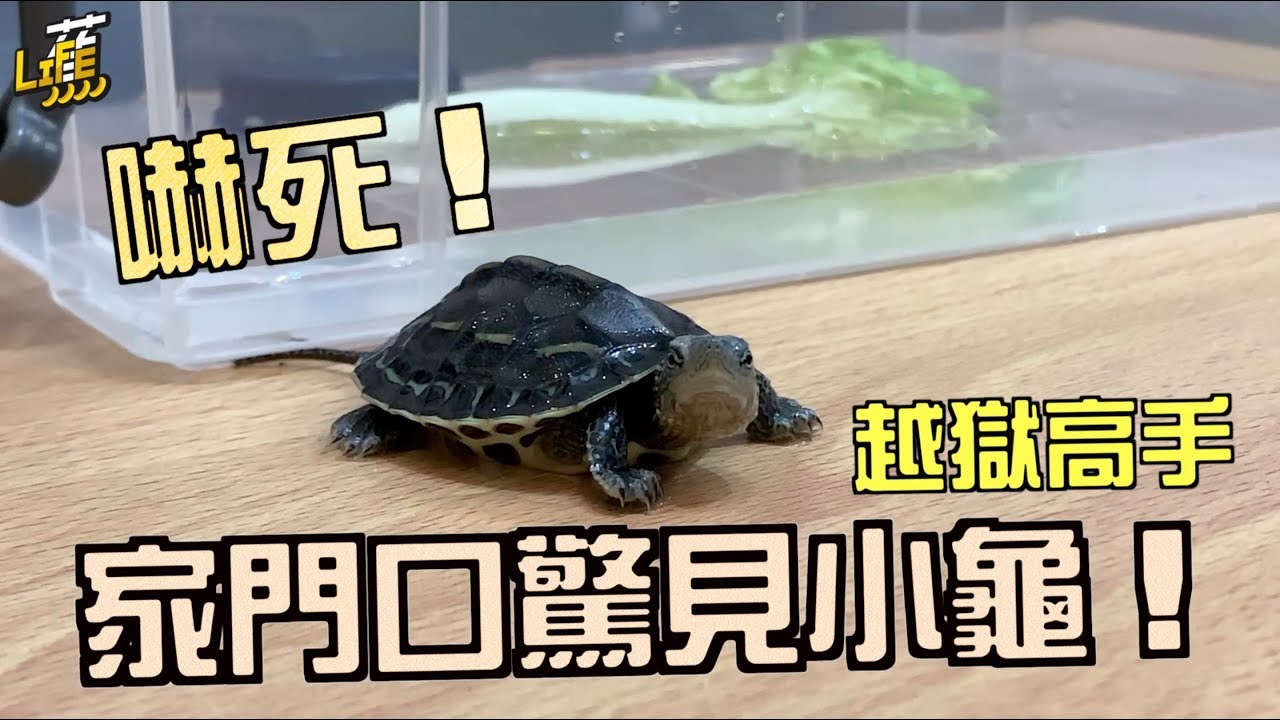 嚇死！家門口出現這小傢伙差點踩爆..緊急收編 往後要怎麼稱呼牠呢？『龜兒子日記Ep1』