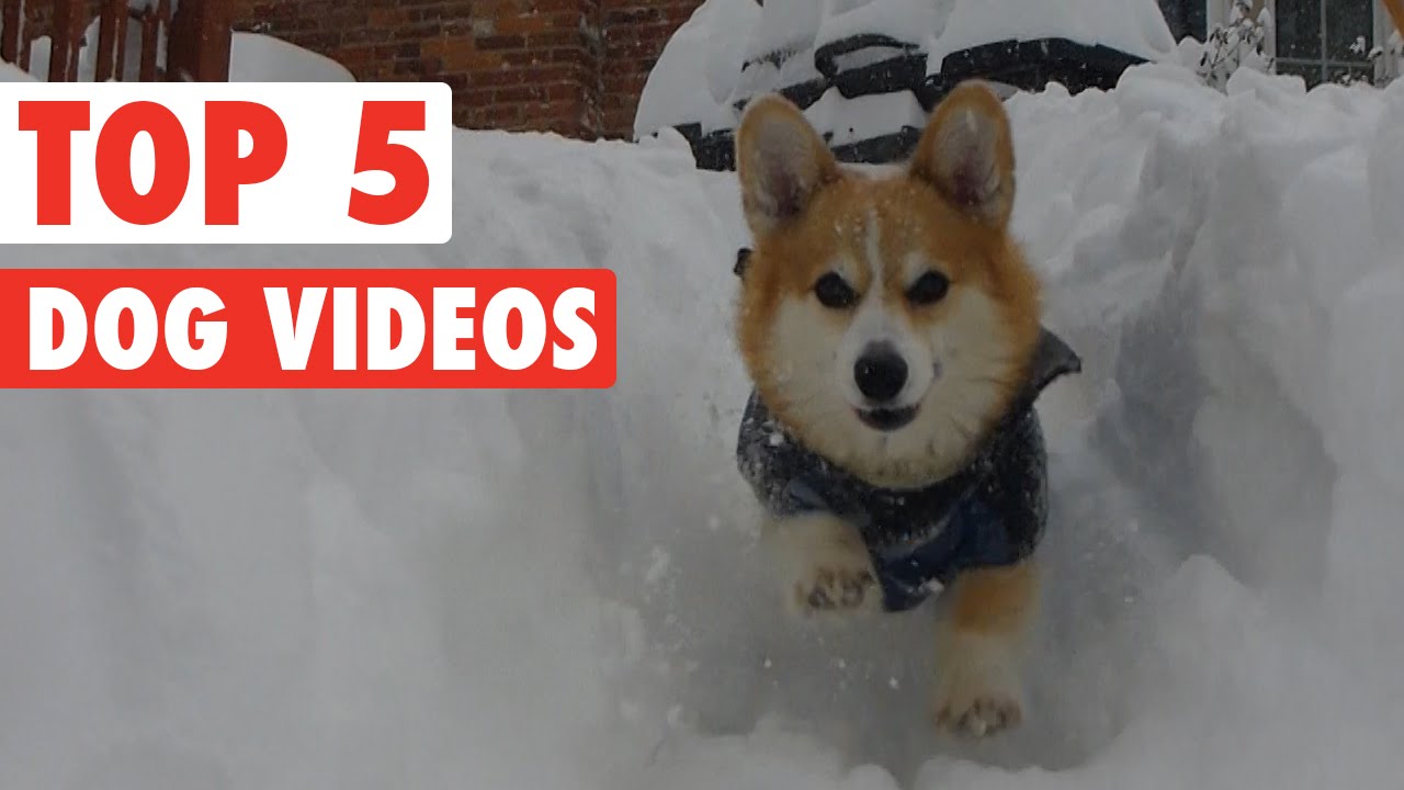 Top 5 Dog Videos || Feb 12 2016
