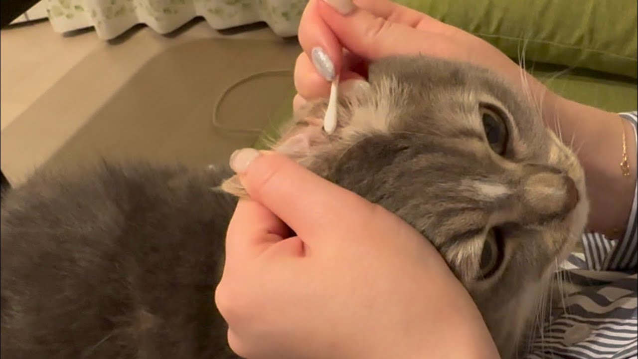 ⠀【閲覧注意】ごっそり！ねこの耳掃除やってみた