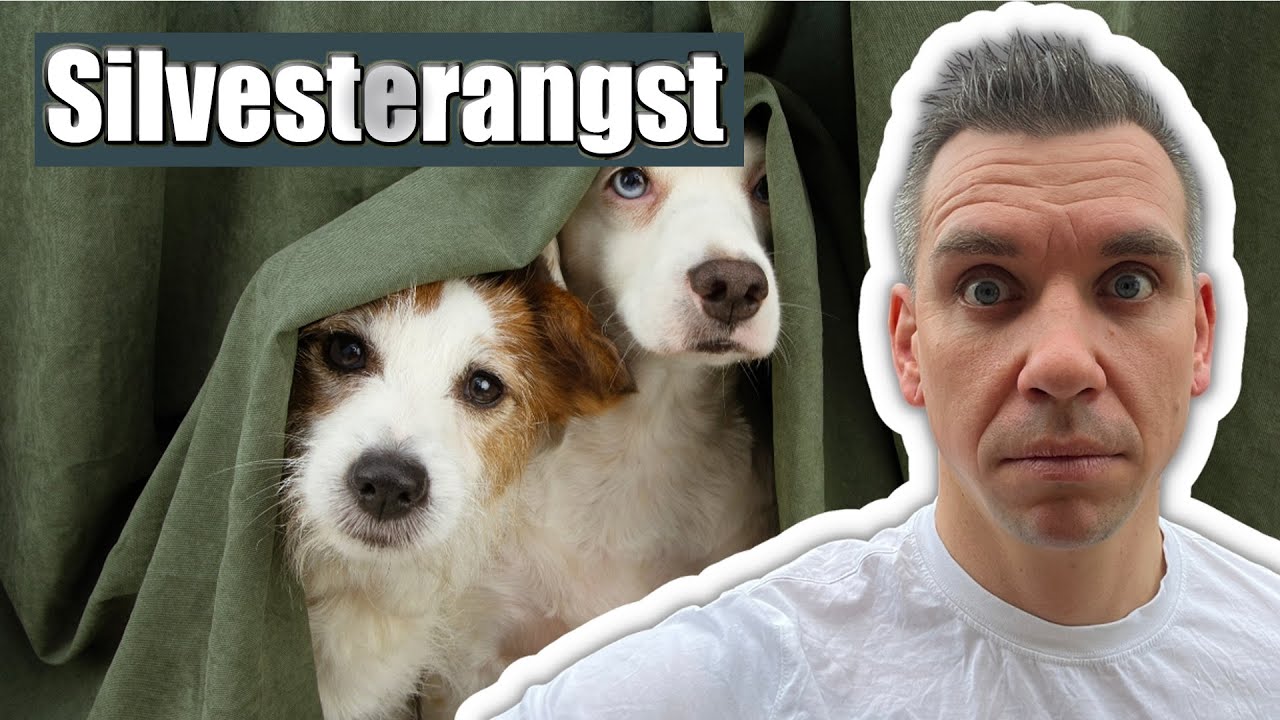 Hund fürchtet sich vor Feuerwerk - So unterstützt du ihn!