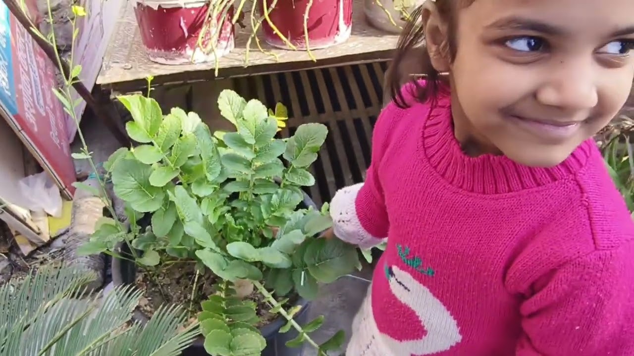 छत से इतनी सारी ताकत की सब्जियां आज मैंने हार्वेस्ट किया देखकर हैरान हो जाएंगे।