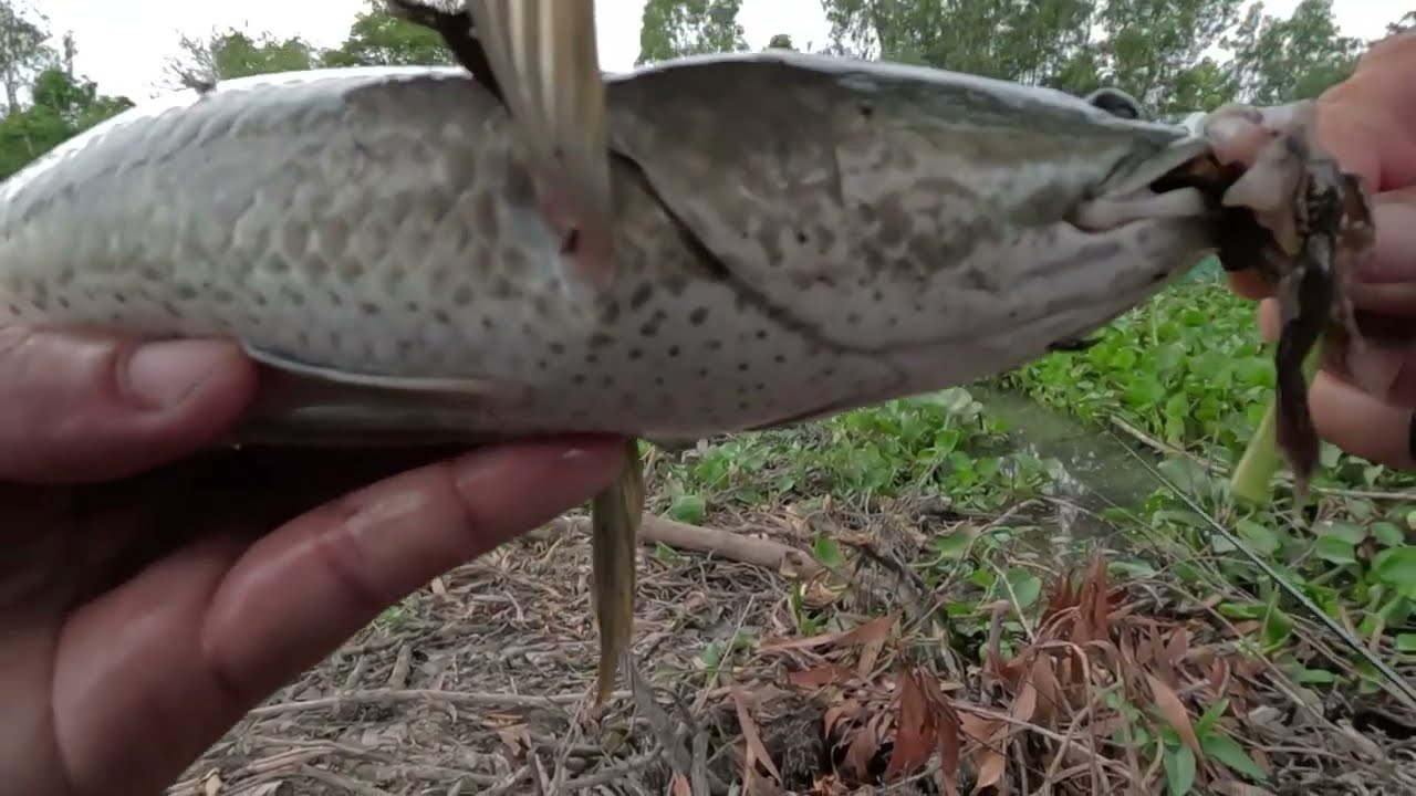 Câu lure cá lóc #24. câu 1 điểm 6 con