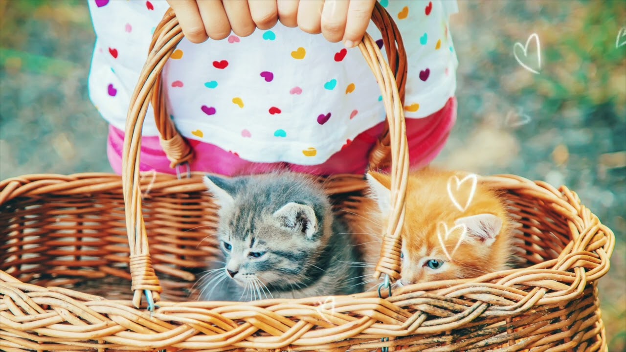 KEYİF ♫ Neşeli Fon M&uuml;ziği (Enstr&uuml;mantal)