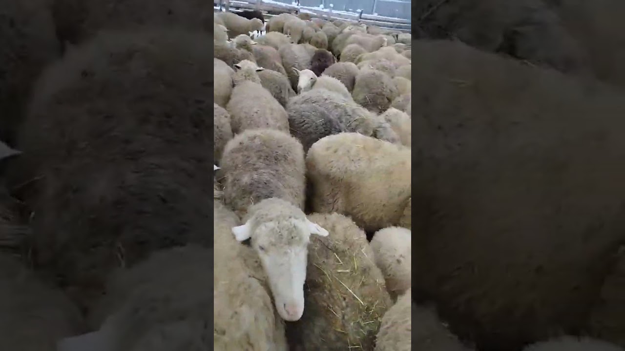 #country #farming #sheep #sheeps #cow #sheepfarm #animals #sheeplove #farm #sheepfarming