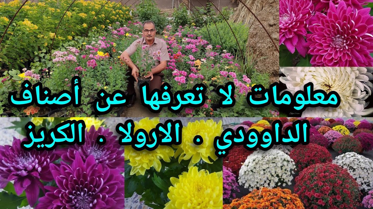 أصناف الارولا الداودي الكريز  chrysanthemum indicum معلومات هامة تعرفوا على أسرار الزراعة والاكثار