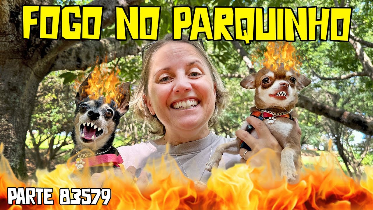 EU TENHO OS CACHORROS MAIS TRANQUILOS DO MUNDO kkkkkkk: 3 PINSCHERS E 1 CHIHUAHUA🔥🔥