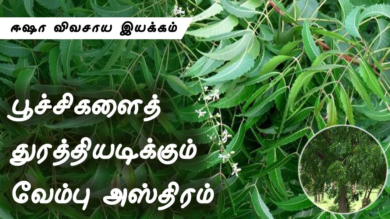 வேம்பு அஸ்திரம்_Neem asthiram