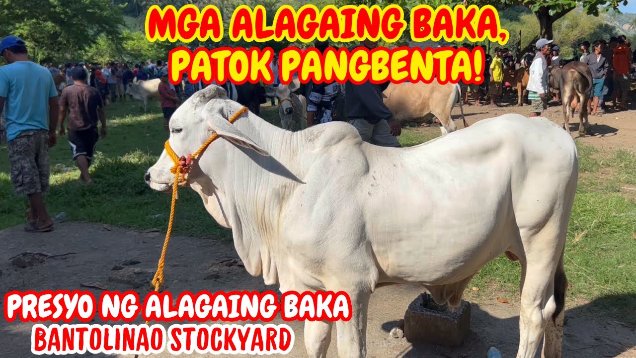 MGA ALAGAING BAKA, PATOK PANGBENTA! | PRESYO NG ALAGAING BAKA | SOLLE'S GANDANG BUHAY